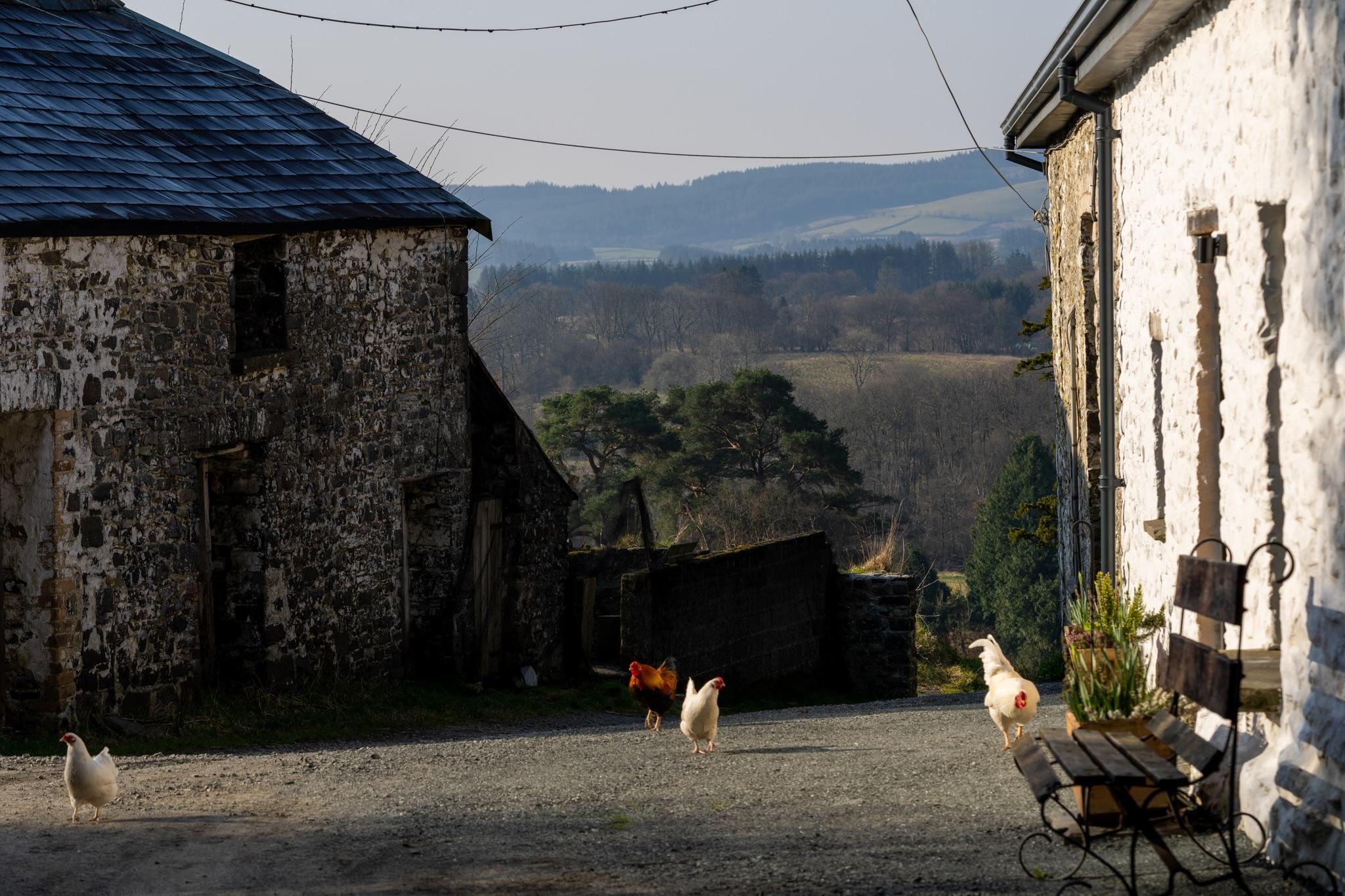 View through farmyard with restored longhouse to the right and historic barn to the left.