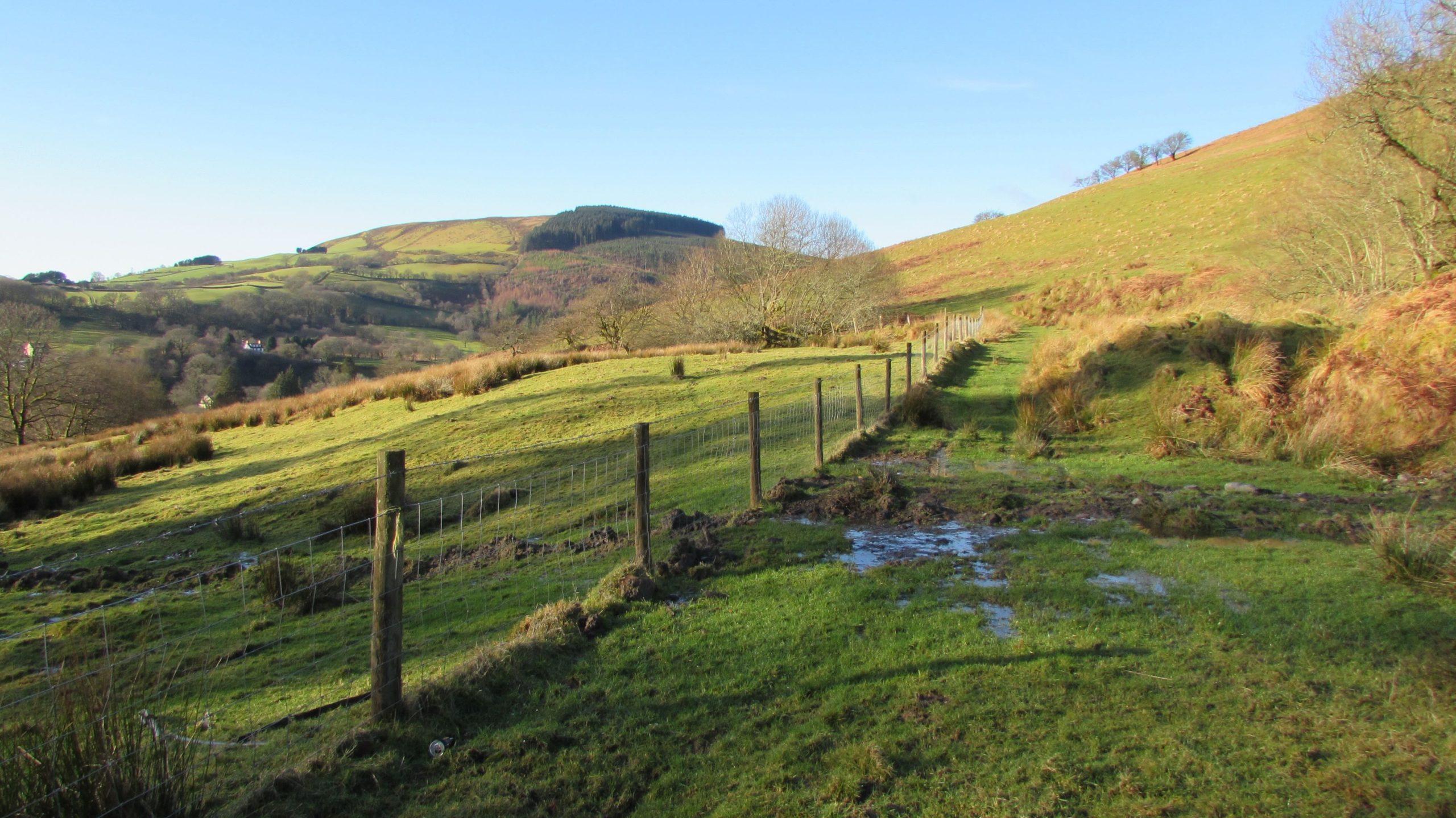 The wetland and natural springs at Lofftwen Forest Farm.