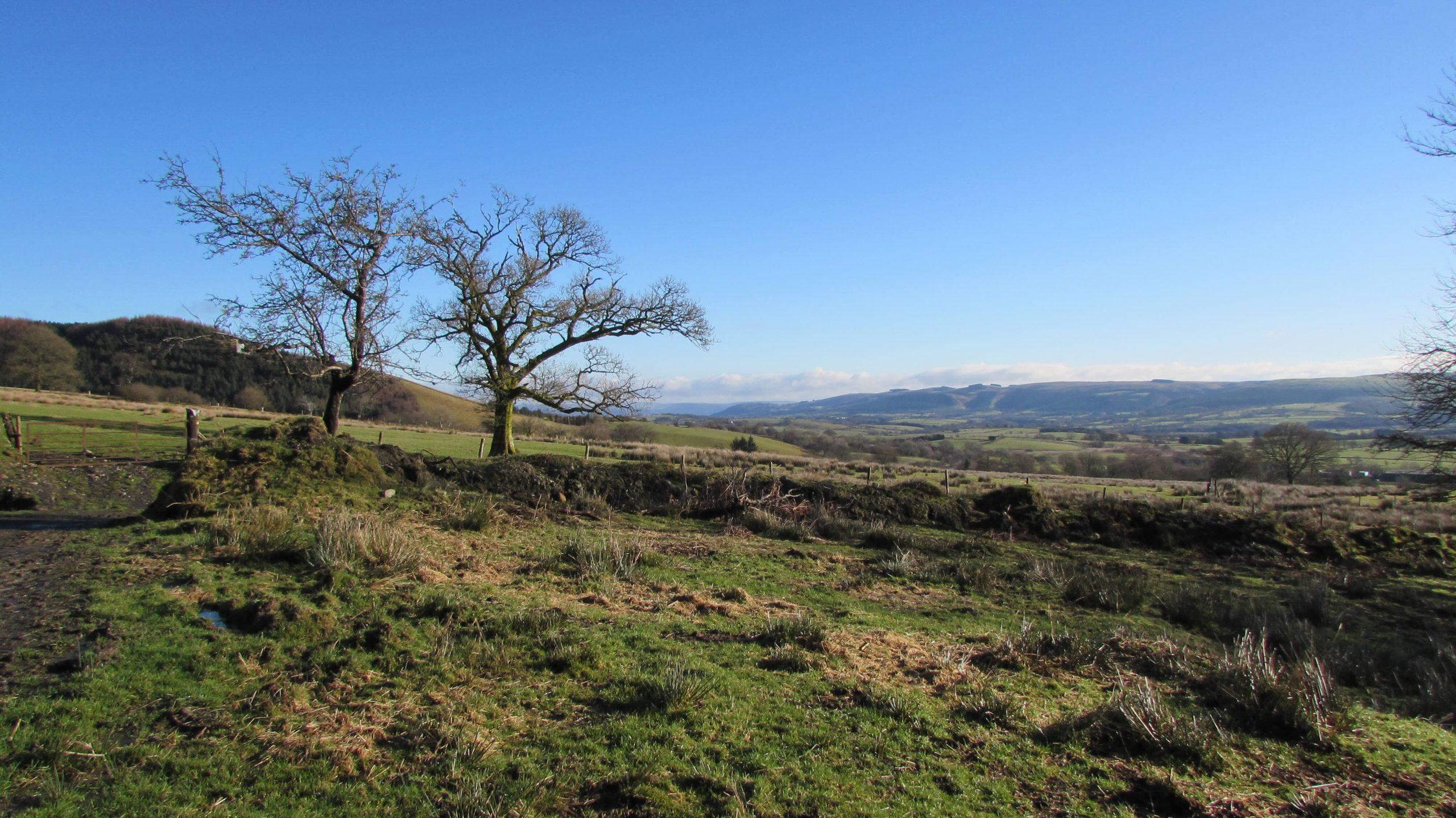 A view of some of the wetland on Lofftwen Forest Farm where natural springs provide water.