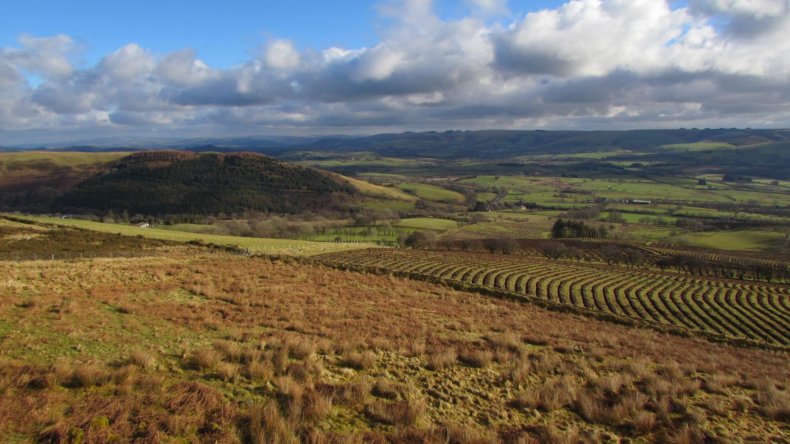 The view from the top of the farmland with regenerative planting of forest in the foreground.