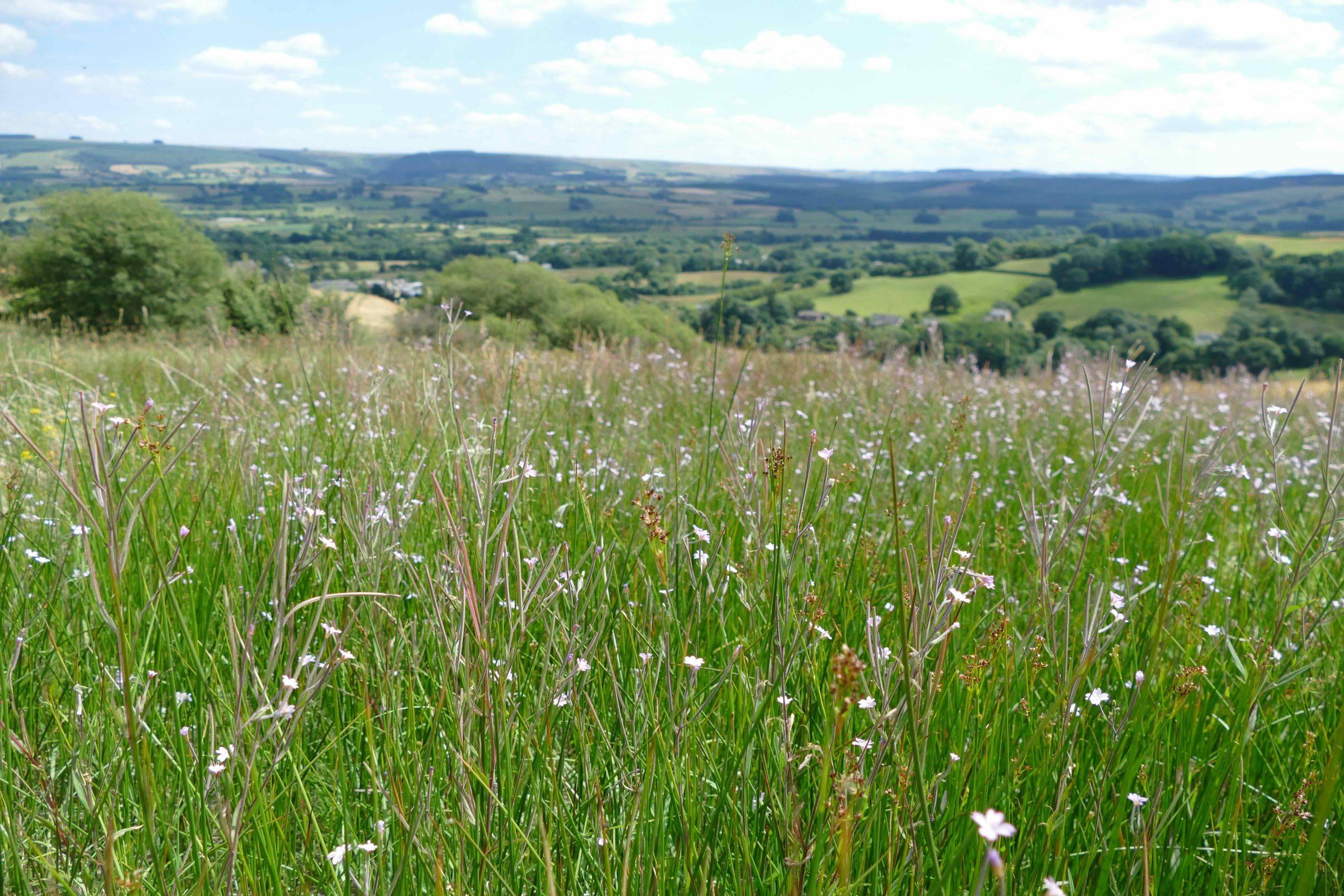 Wildflower meadow as part of the regenerative habitats at the Welsh farm of Lofftwen.